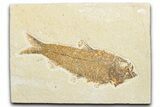 Detailed Fossil Fish (Knightia) - Wyoming #346044-1